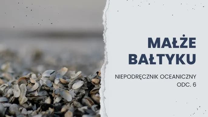 Jakie muszle występują w Bałtyku? Odkryj fascynujące gatunki Jakie muszle występują w Bałtyku? Odkryj fascynujące gatunki