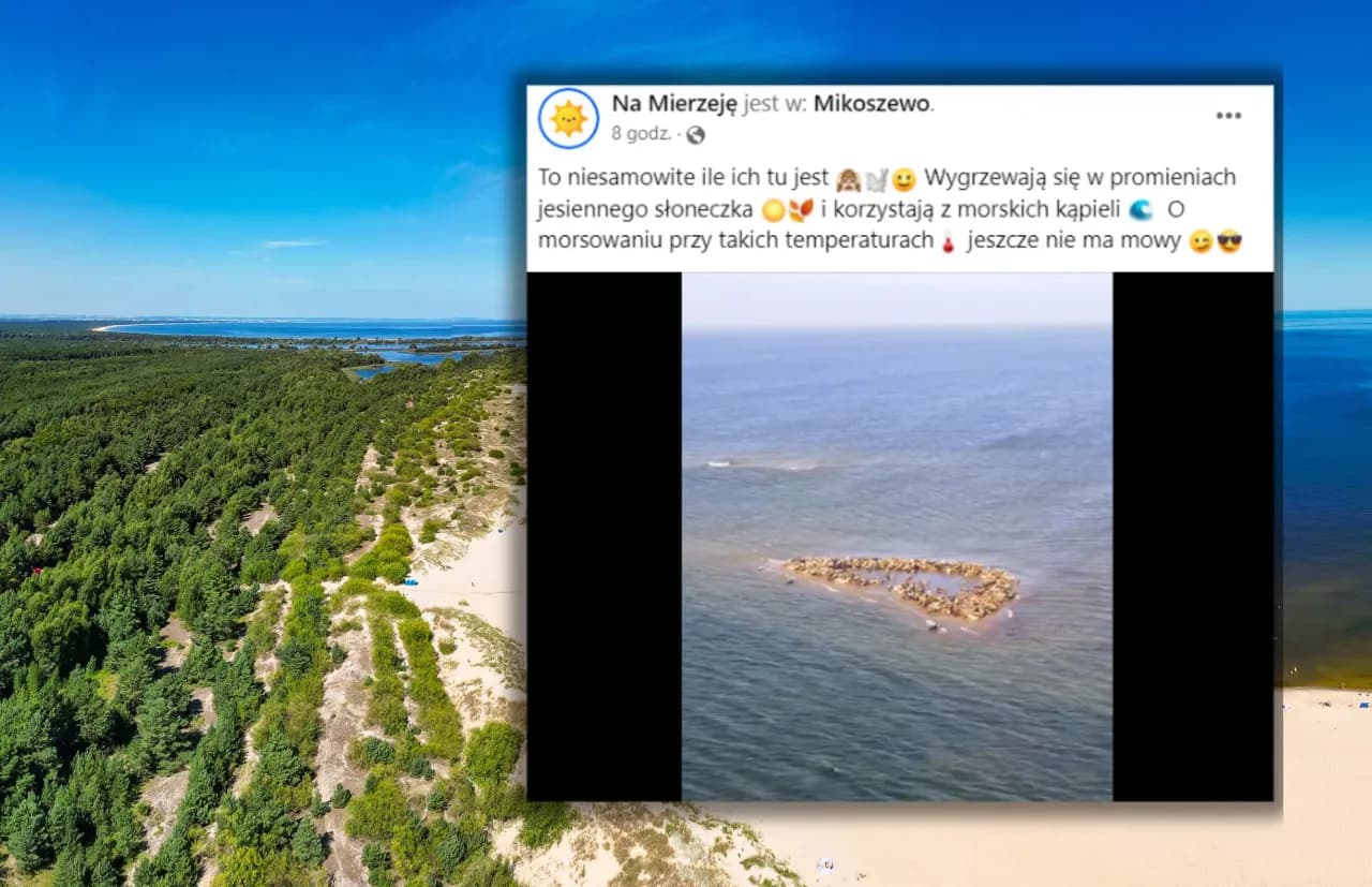 Gdzie zobaczyć foki nad Bałtykiem? Najlepsze miejsca i porady Gdzie zobaczyć foki nad Bałtykiem? Najlepsze miejsca i porady