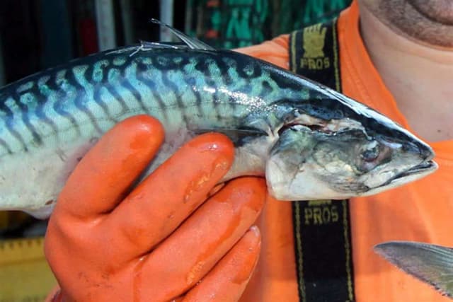 Czy makrela jest w Bałtyku? Odkryj jej sezonową obecność i migracje Czy makrela jest w Bałtyku? Odkryj jej sezonową obecność i migracje