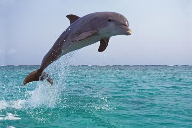 Czy delfiny są w Bałtyku? Rzadkie obserwacje i ich znaczenie Czy delfiny są w Bałtyku? Rzadkie obserwacje i ich znaczenie
