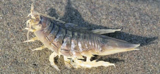 Jakie zwierzęta żyją w Bałtyku? Odkryj niezwykłą faunę morską Jakie zwierzęta żyją w Bałtyku? Odkryj niezwykłą faunę morską