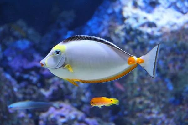 Ile kosztuje bilet do oceanarium w Kołobrzegu? Sprawdź ceny i zniżki Ile kosztuje bilet do oceanarium w Kołobrzegu? Sprawdź ceny i zniżki