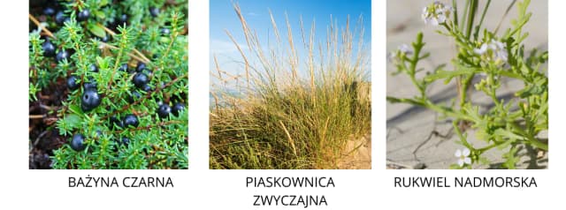 Jakie rośliny rosną nad morzem bałtyckim? Odkryj niezwykłą florę Jakie rośliny rosną nad morzem bałtyckim? Odkryj niezwykłą florę