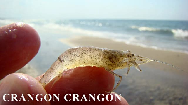 Czy w Bałtyku są krewetki? Odkryj ich tajemnice i gatunki Czy w Bałtyku są krewetki? Odkryj ich tajemnice i gatunki