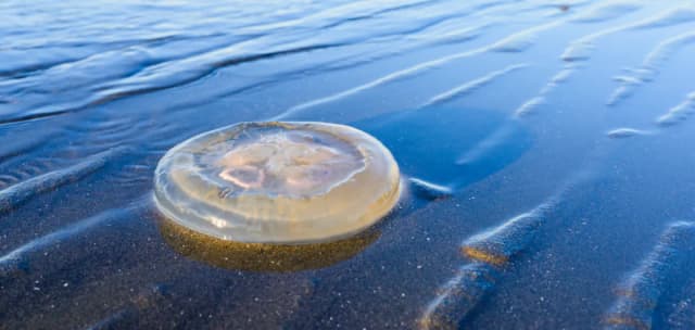 Czy meduzy w Bałtyku parzą? Sprawdź, jakie są zagrożenia Czy meduzy w Bałtyku parzą? Sprawdź, jakie są zagrożenia