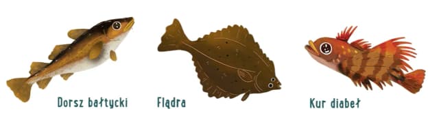 Co żyje w Bałtyku? Odkryj niezwykłe gatunki ryb i ssaków morskich Co żyje w Bałtyku? Odkryj niezwykłe gatunki ryb i ssaków morskich