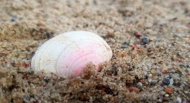 Gdzie zbierać muszle nad Bałtykiem? Odkryj najlepsze miejsca i porady Gdzie zbierać muszle nad Bałtykiem? Odkryj najlepsze miejsca i porady